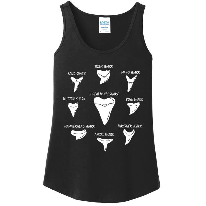 9 Types Of Sharks Teeth Species Biology Life Tooth Collector Ladies Essential Tank