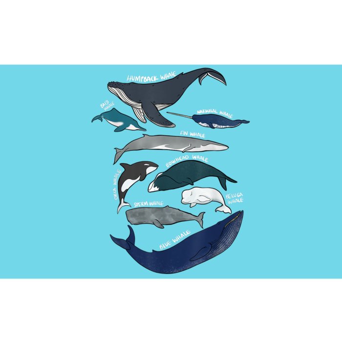 9 Types Of Whales Shirt Whale Breeds Species Whale Bumper Sticker