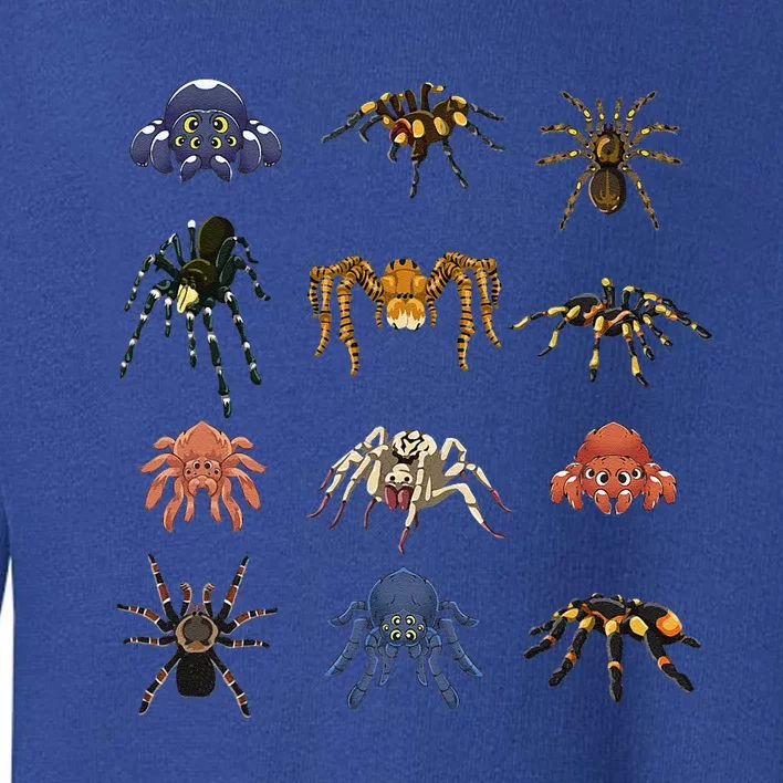 Animal Arachnid Tarantula Arthropod Halloween Gift Spider Toddler Sweatshirt