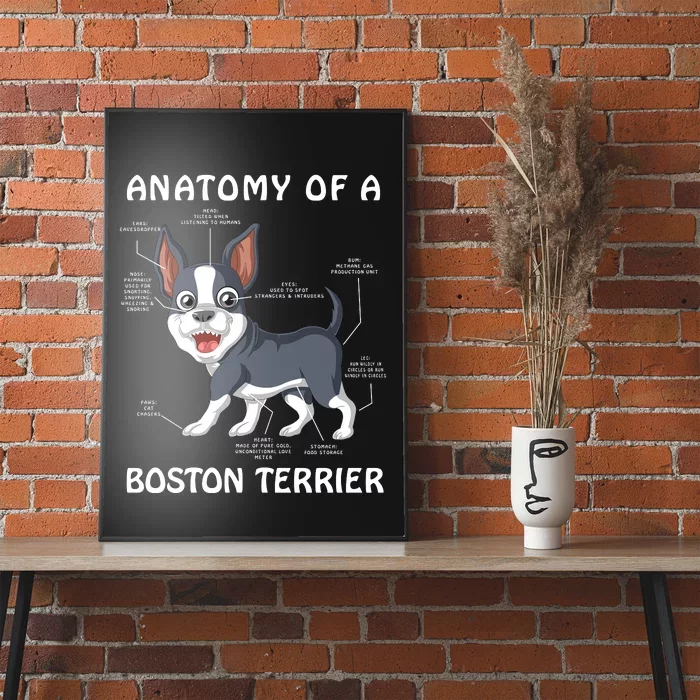 Anatomy Of A Boston Terrier Poster