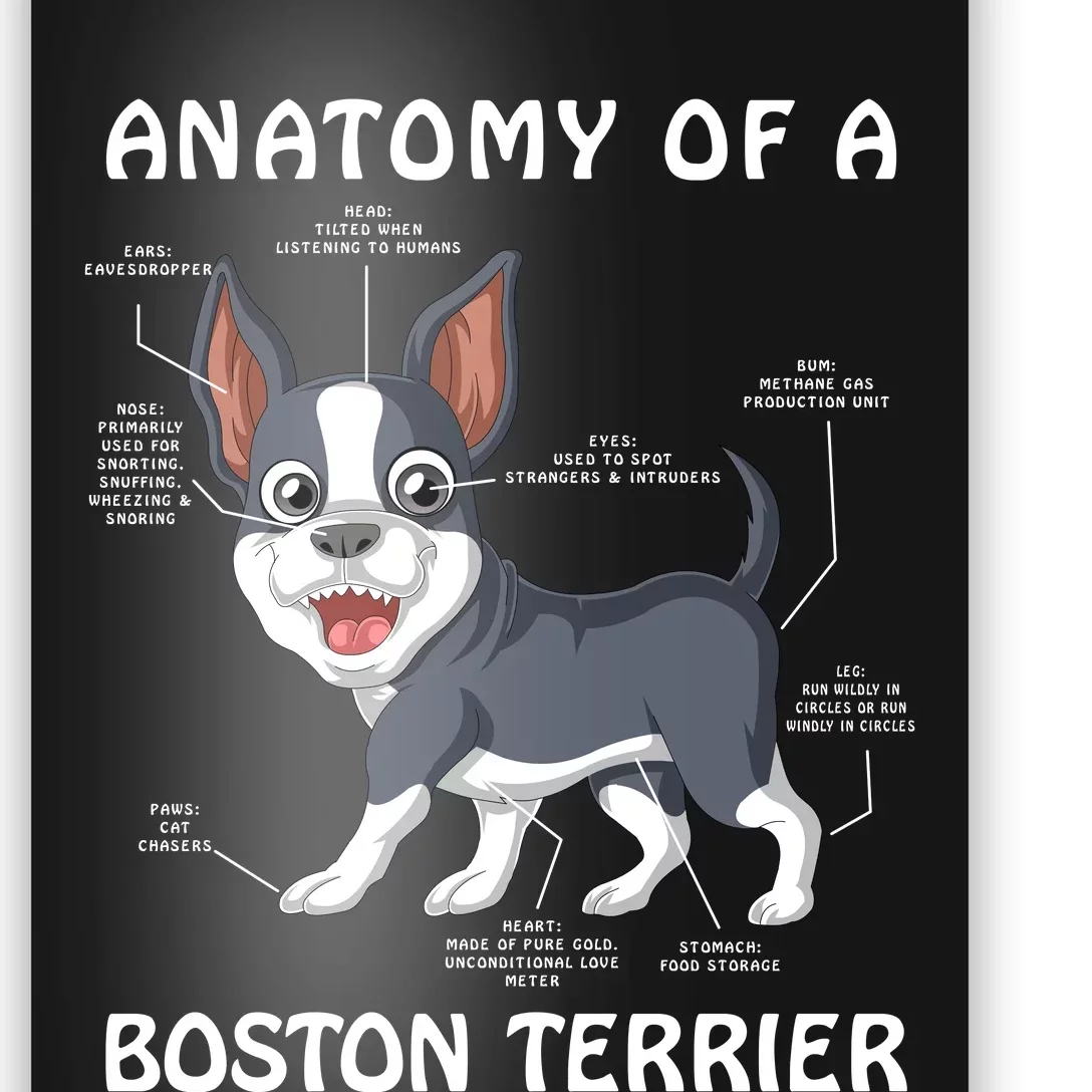 Anatomy Of A Boston Terrier Poster