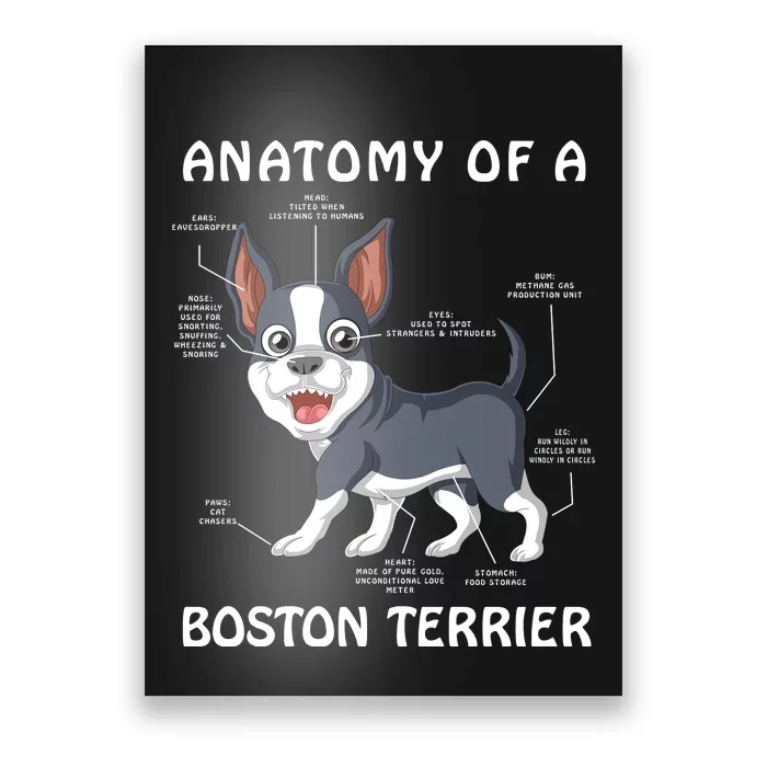 Anatomy Of A Boston Terrier Poster