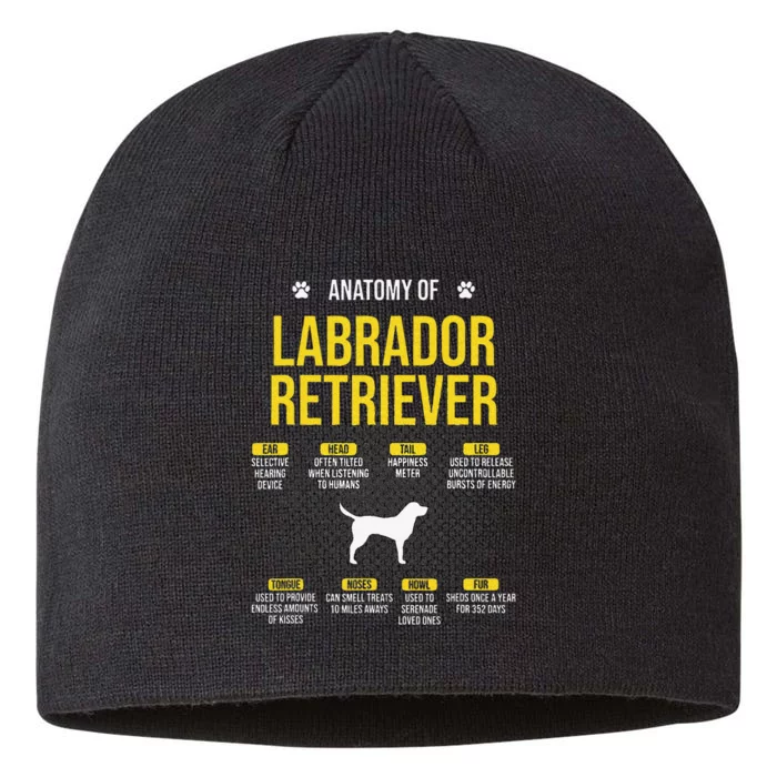 Anatomy Of Labrador Retriever Dog Lover 8 1/2in Sustainable Knit Beanie