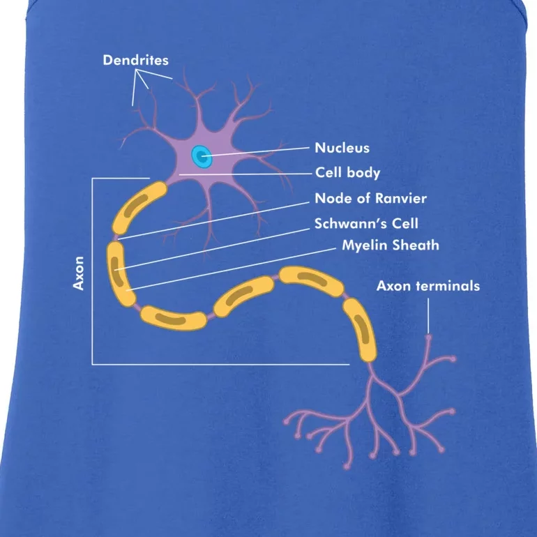 Anatomy Of Neuron Neurologist Gift Ladies Essential Tank