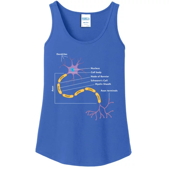 Anatomy Of Neuron Neurologist Gift Ladies Essential Tank