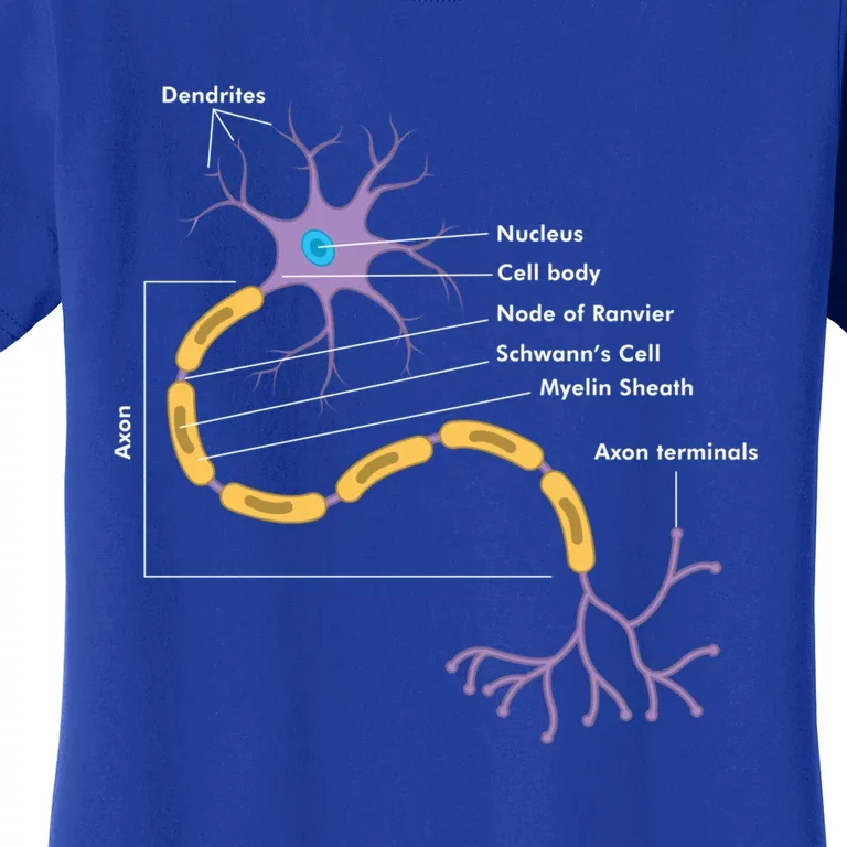 Anatomy Of Neuron Neurologist Gift Women's T-Shirt