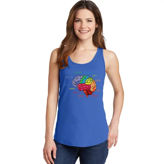 Anatomy Of The Brain Neurologist Gift Ladies Essential Tank