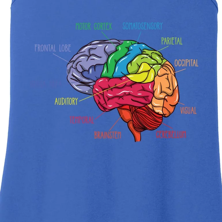 Anatomy Of The Brain Neurologist Gift Ladies Essential Tank