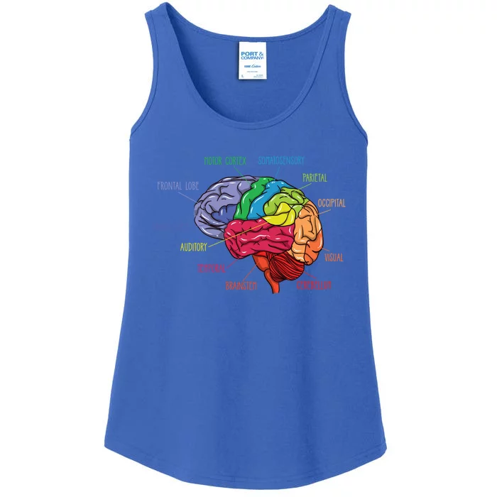 Anatomy Of The Brain Neurologist Gift Ladies Essential Tank