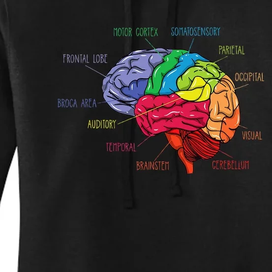 Anatomy Of The Brain Neurologist Gift Women's Pullover Hoodie