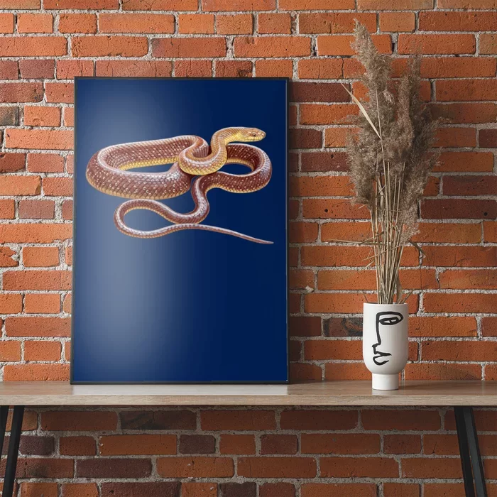 Aesculapian Snake Poster