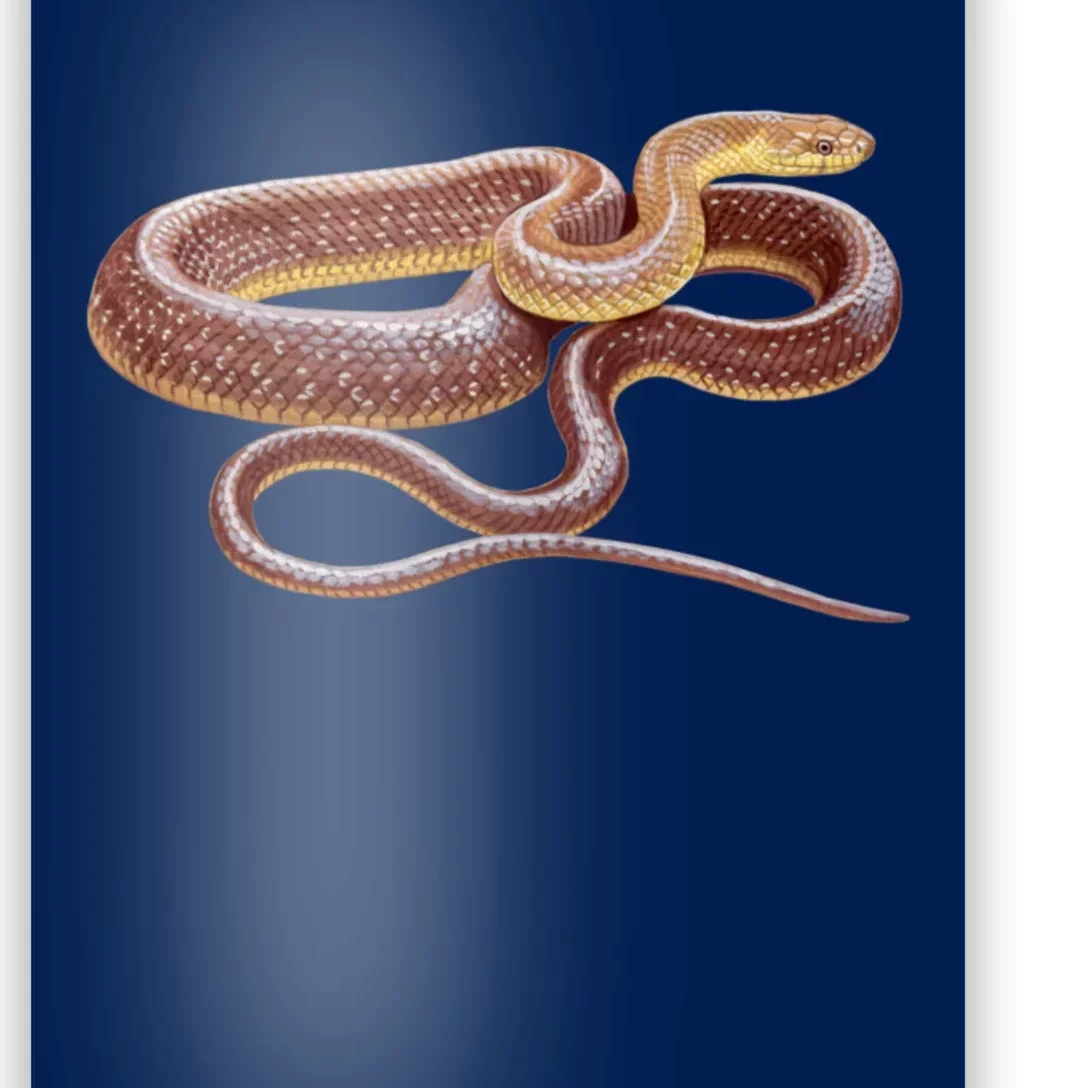 Aesculapian Snake Poster