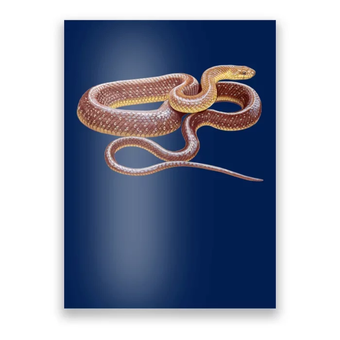 Aesculapian Snake Poster