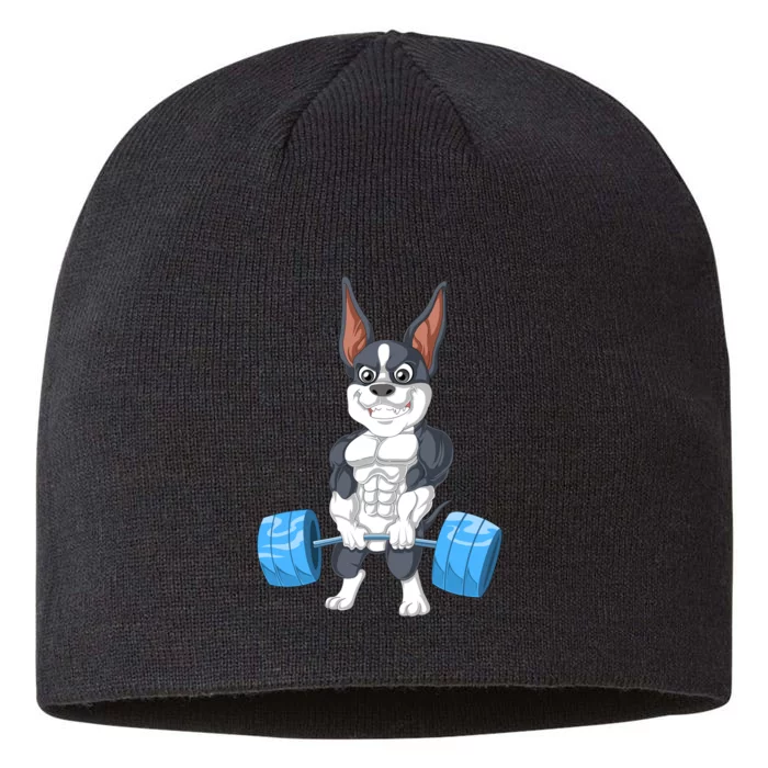 Boston Terrier Weightlifting 8 1/2in Sustainable Knit Beanie