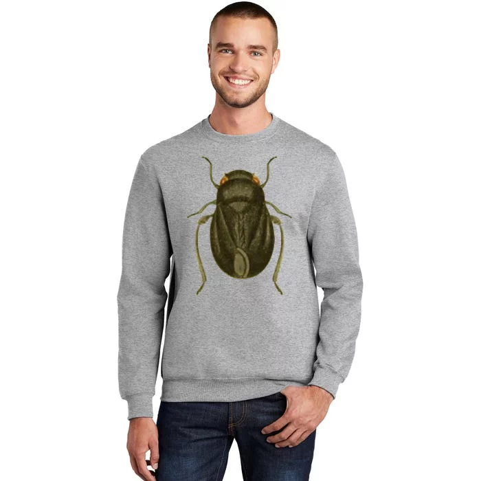 Cicada Tall Sweatshirt