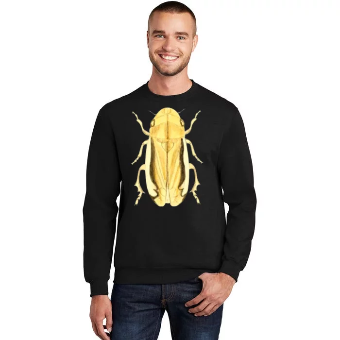 Cicada Tall Sweatshirt