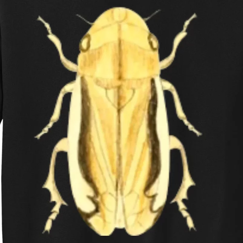 Cicada Tall Sweatshirt