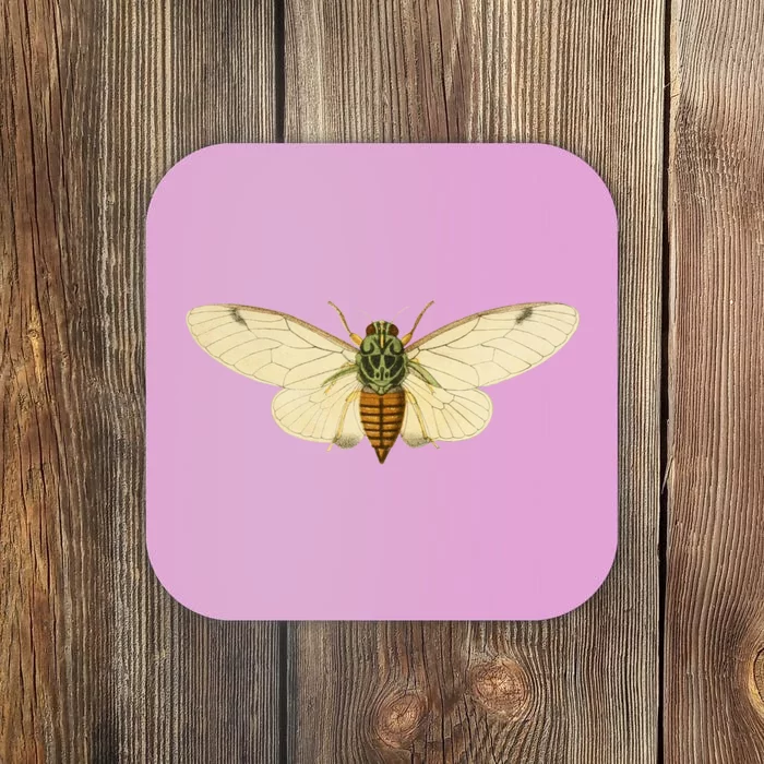 Cicada Coaster