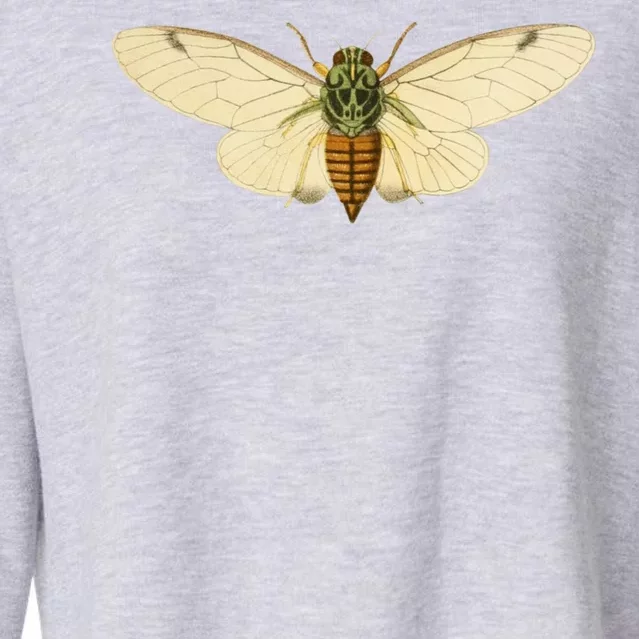 Cicada Cropped Pullover Crew