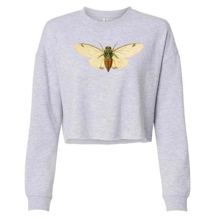 Cicada Cropped Pullover Crew