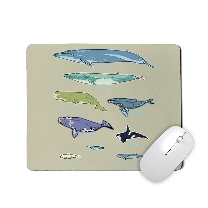 Collection Of Whale Breeds Species Mousepad