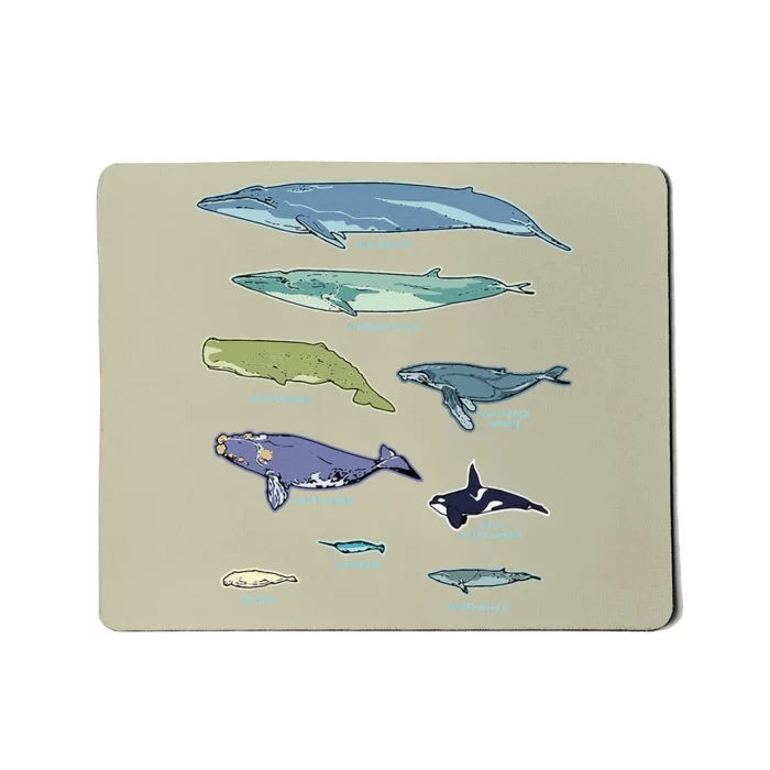 Collection Of Whale Breeds Species Mousepad