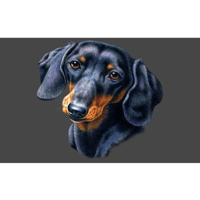 Dachshund Face Bumper Sticker