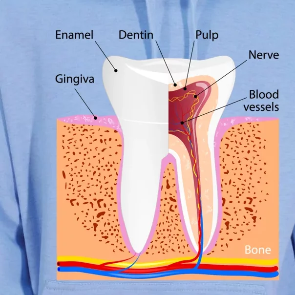 Dental Anatomy For Normal Tooth Dentin Enamel Gingiva Pulp Meaningful Gift Unisex Surf Hoodie