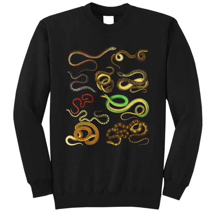 Educational Types Of Snake Gift Tall Sweatshirt