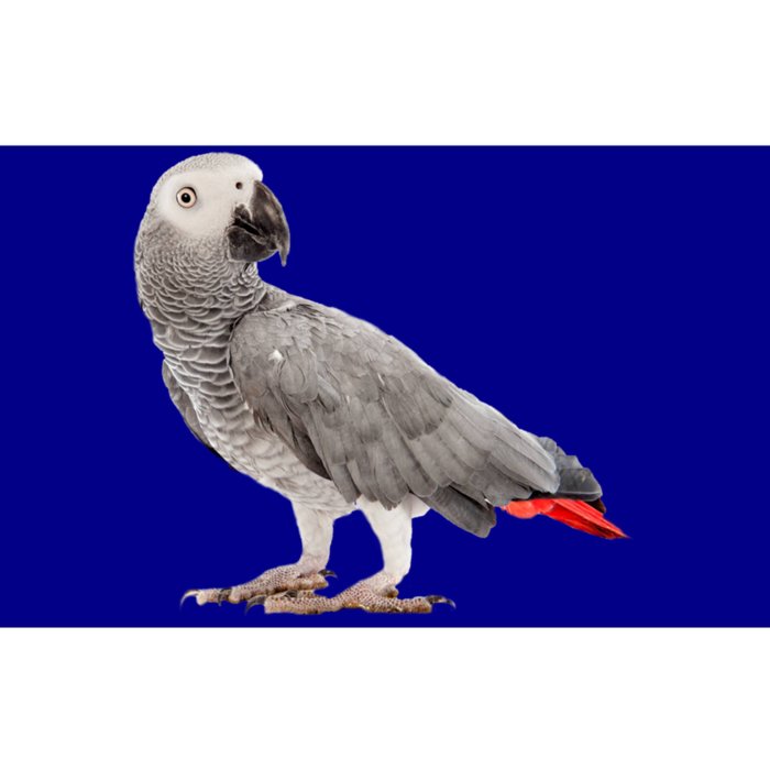 Funny African Grey Parrot Bird Gift Bumper Sticker