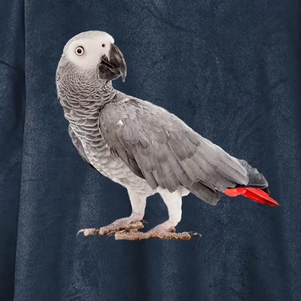 Funny African Grey Parrot Bird Gift Hooded Wearable Blanket