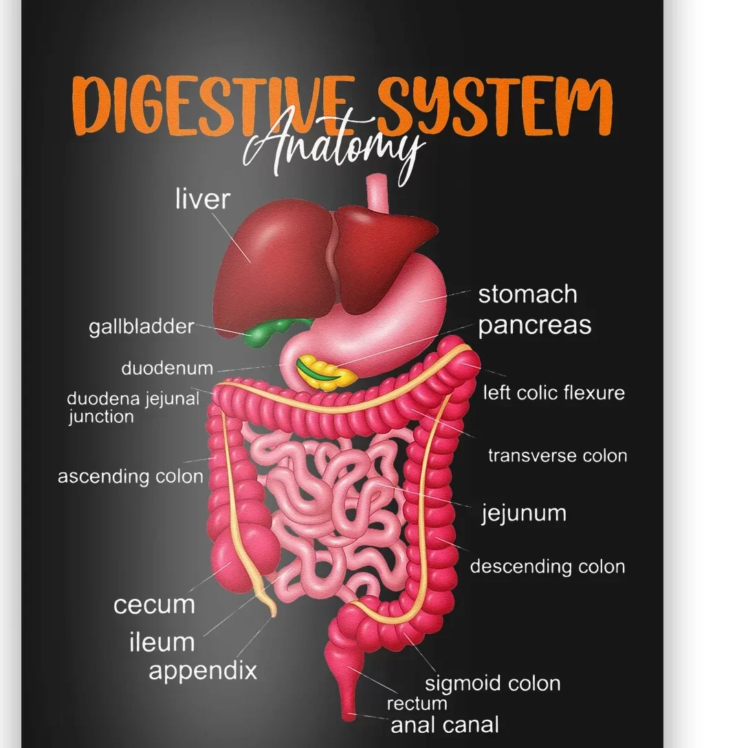 Funny Digestive System Anatomy Anatomical Biology Teacher Poster