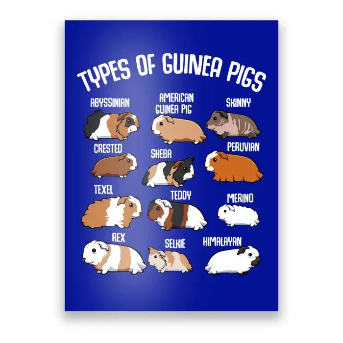 Funny Guinea Pigs Household Pet Animal Rodent Fluffy Cute Poster