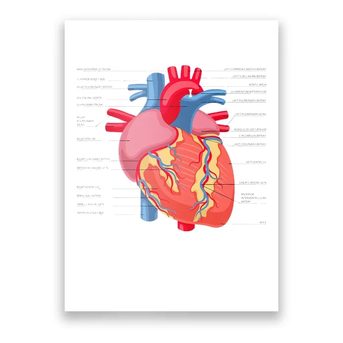 Funny Human Heart Anatomy Anatomical Heart Poster | TeeShirtPalace