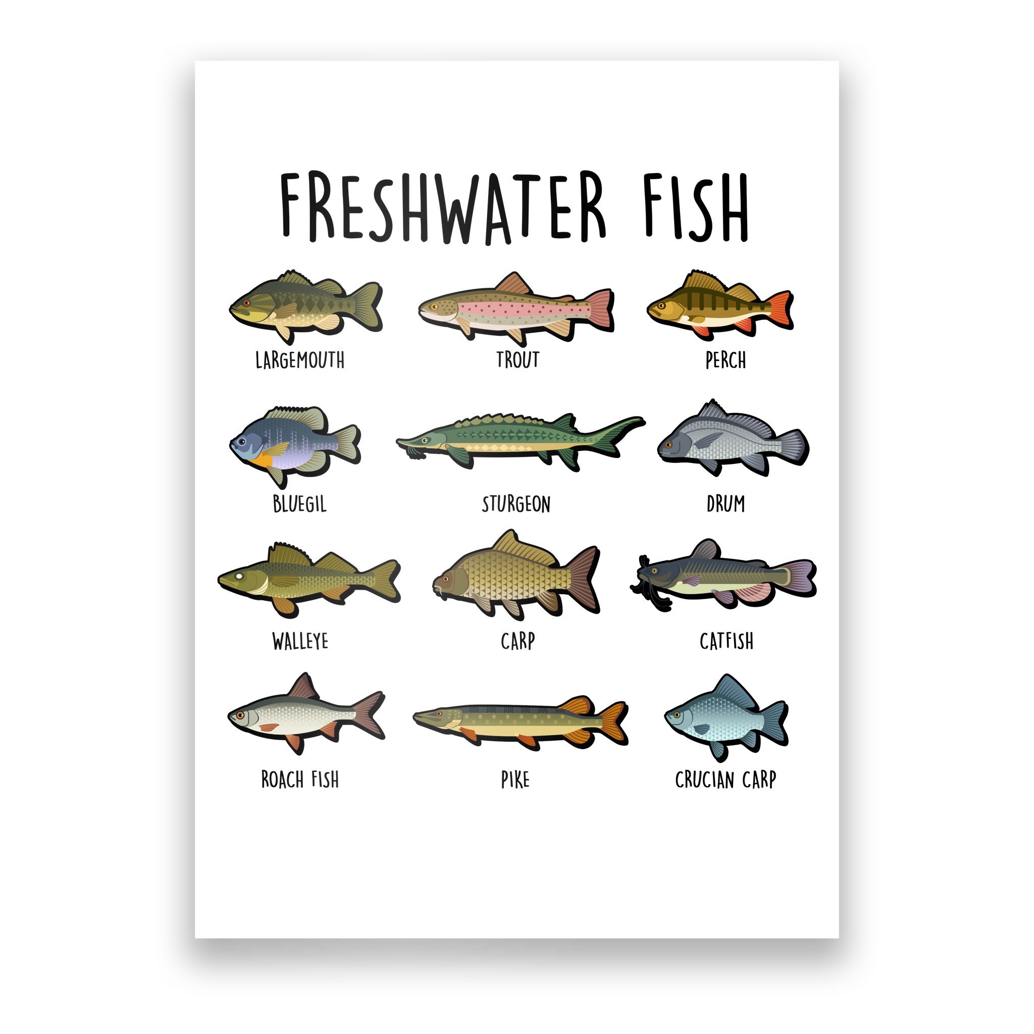Freshwater Fishes of the Northeast Poster - 13x19 inch print by Matt  Patterson - fishing print, cabin decor, fish poster