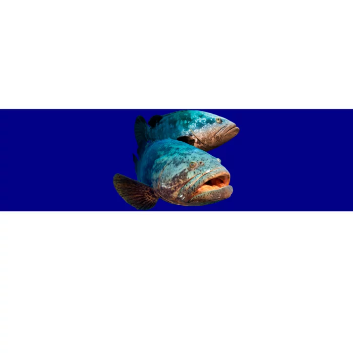 Goliath Grouper Fish Bumper Sticker