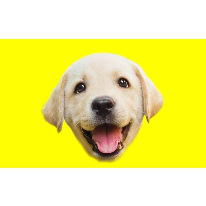 Golden Retriever Pup Face Bumper Sticker