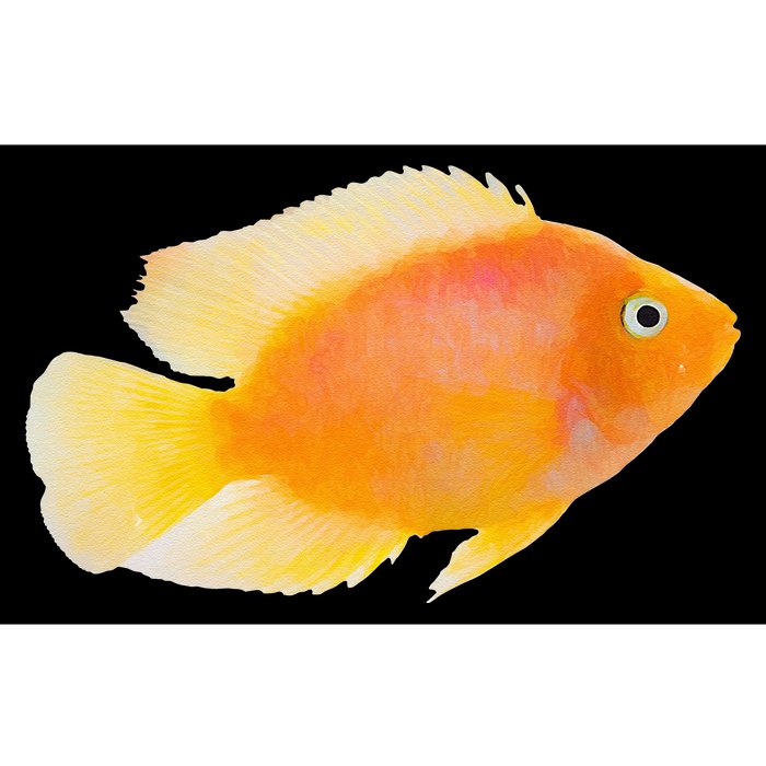 GoldFish Pet Novel Design For Aquarium Nature Lover Bumper Sticker