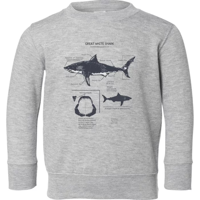 Great White Shark Anatomy Marine Biologist Toddler Sweatshirt