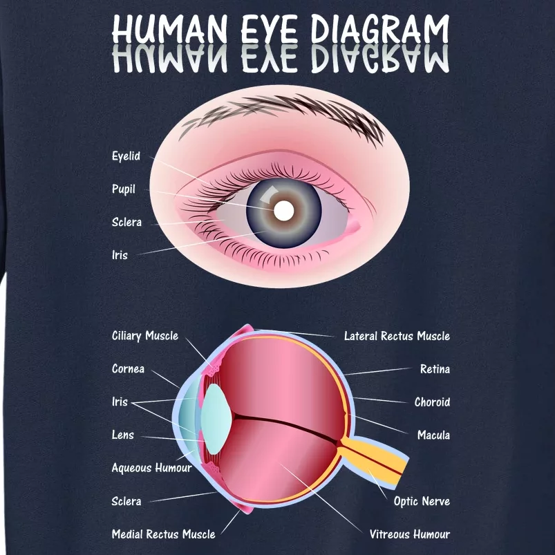 Human Eye Diagram Tall Sweatshirt