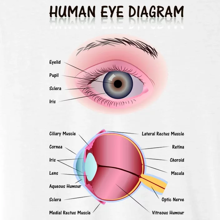 Human Eye Diagram ChromaSoft Performance T-Shirt