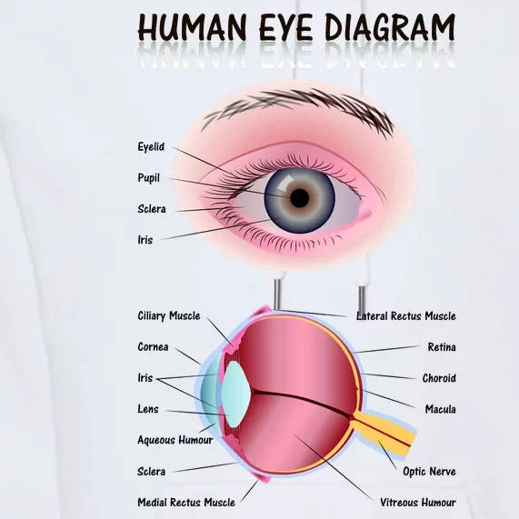 Human Eye Diagram Premium Hoodie