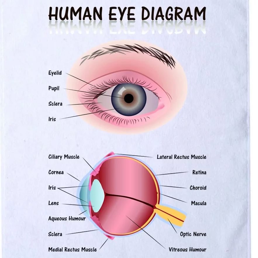 Human Eye Diagram Platinum Collection Golf Towel