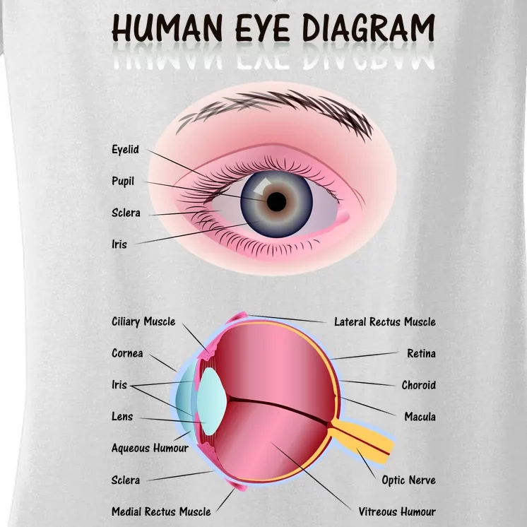 Human Eye Diagram Women's V-Neck T-Shirt