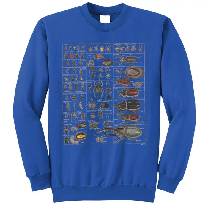 Insects Collection Species Bugs Vintage Chart Entomology Funny Gift Tall Sweatshirt