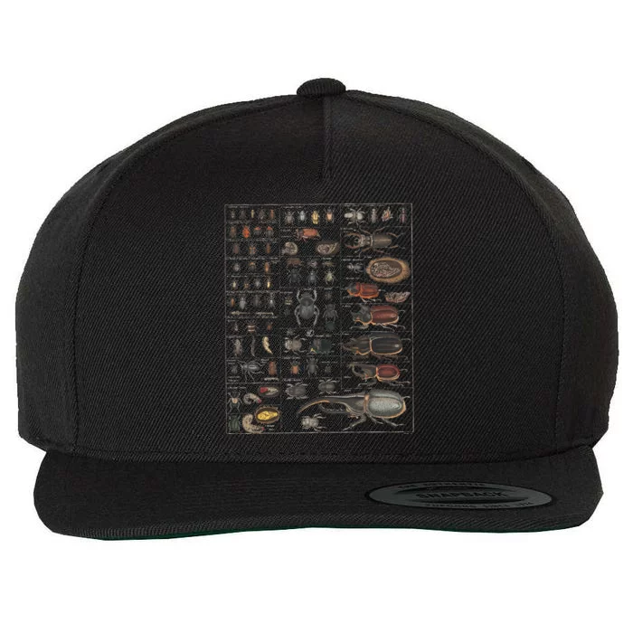 Insect Collection Species Bugs Wool Snapback Cap