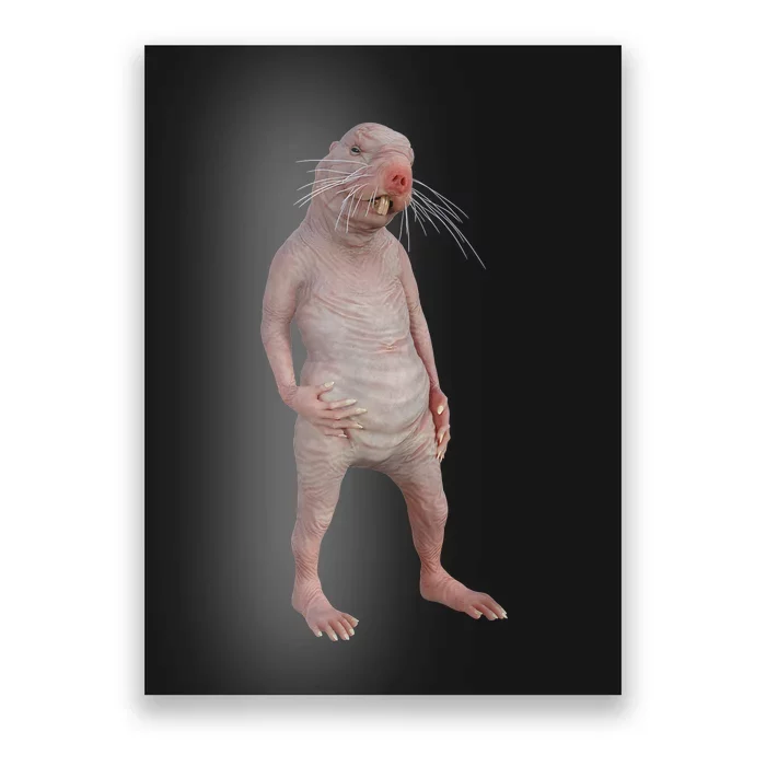 I Just Really Like Naked Moles Ok Funny Naked Mole Rat Poster