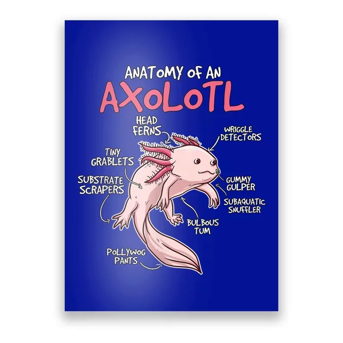 Kids Axolotl Gift Axolotl Stuff Anatomy Of An Axolotl Poster