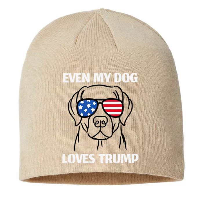 Labrador Dog Sunglasses Usa Flag Even My Dog Loves Trump 8 1/2in Sustainable Knit Beanie