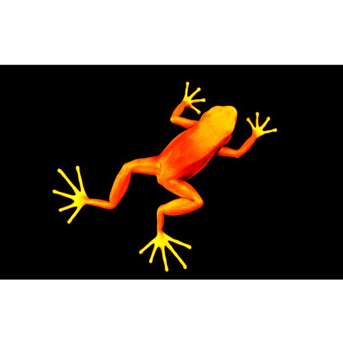 Little Orange Frog Bumper Sticker